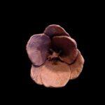 Kim Bernadas - Florals and Botanicals