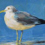 Cat Pope - Shore Bird