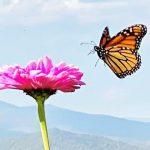 Debi Attori Butterfly