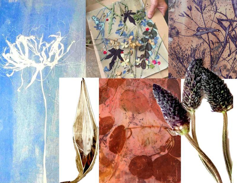 Botanical Printmaking Bryant Whelan